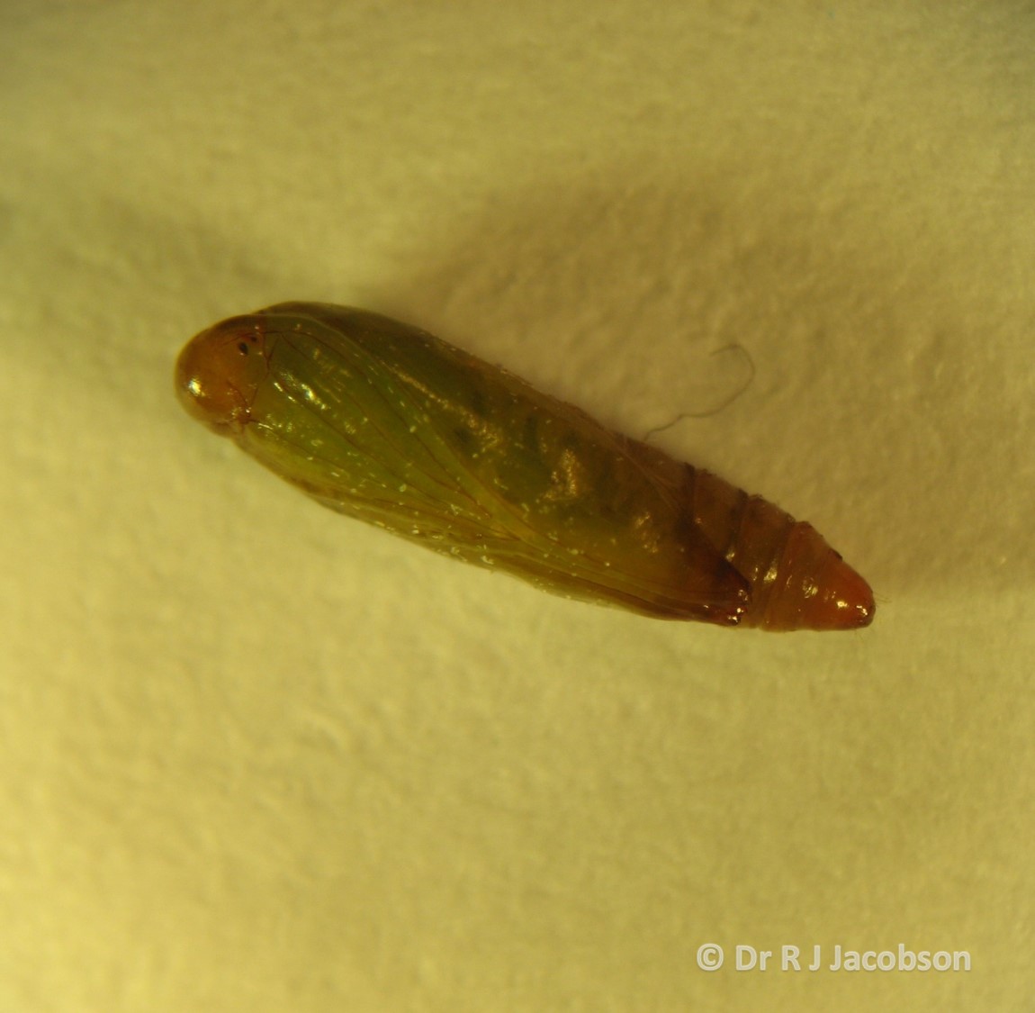 Tuta absoluta pupae. Copyright of Dr R J Jacobson (RJC Ltd).